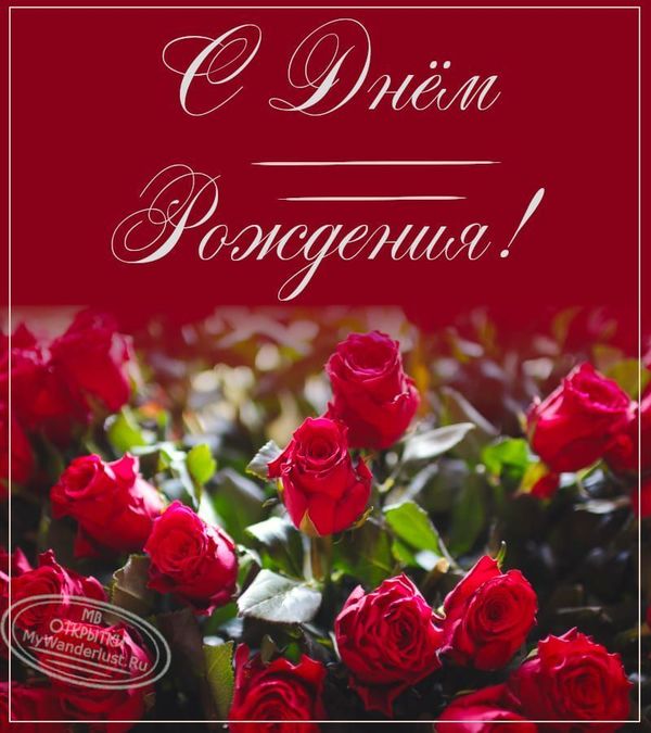 Шикарная бордовая открытка в день рождения с розами