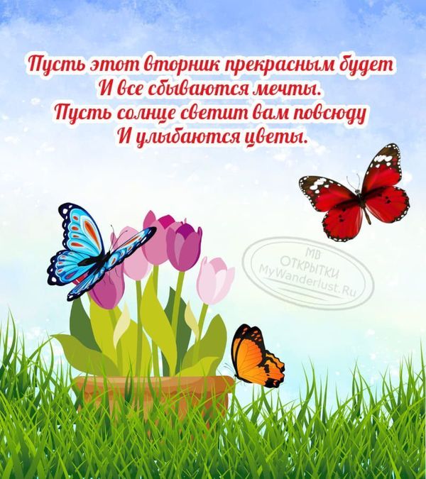 Бабочки и тюльпаны на картинке с пожеланием прекрасного вторника